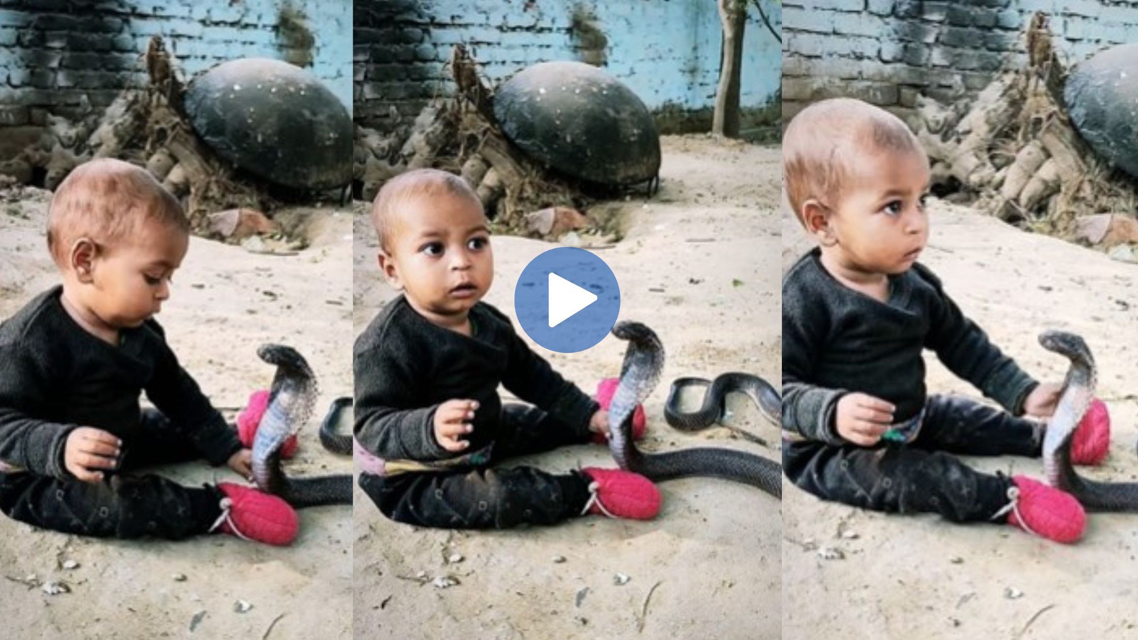 Viral video: A small child started playing with a snake, was about to bite it, then what happened next would not be believed