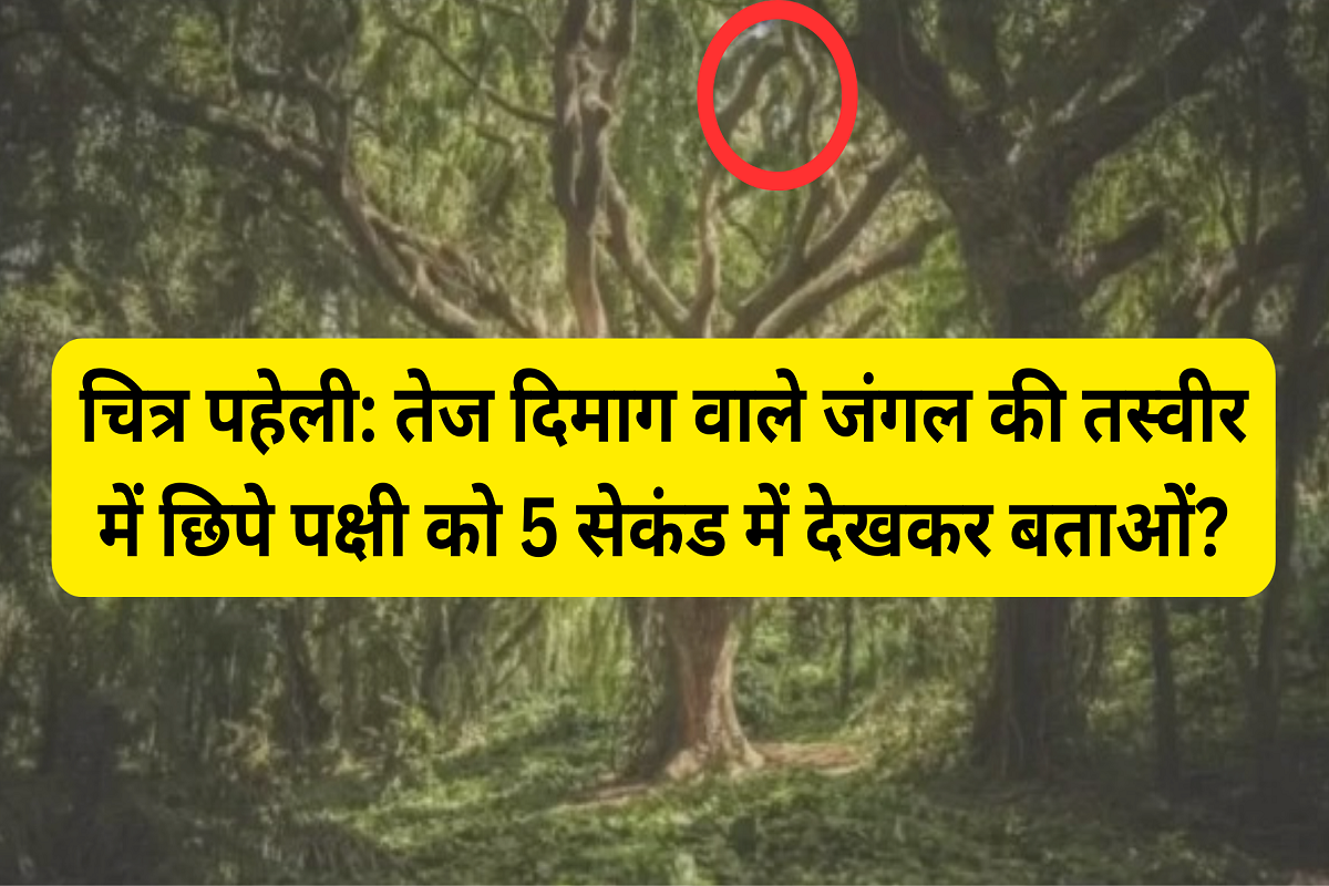 Picture Puzzle: Spot the bird hidden in the picture of the forest in 5 seconds?